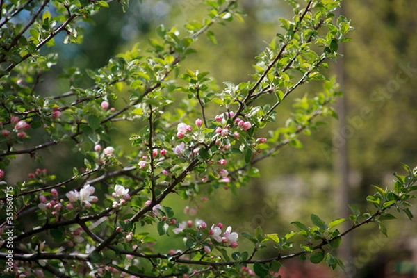 Fototapeta цветущая яблоня красным цветом,blooming apple tree in red,
