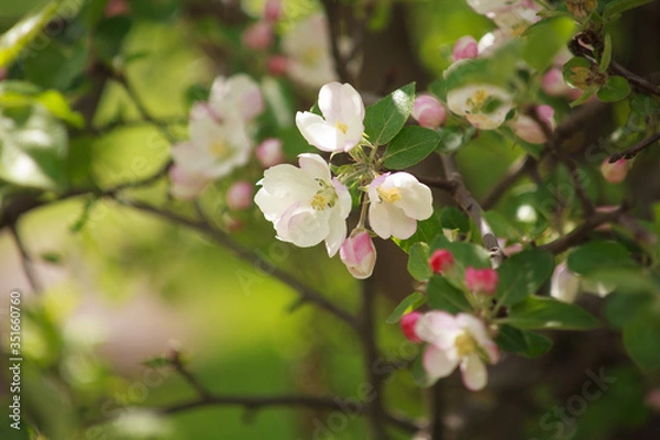 Obraz цветущая яблоня красным цветом,blooming apple tree in red,