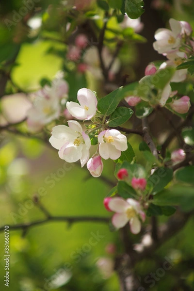 Obraz цветущая яблоня красным цветом,blooming apple tree in red,