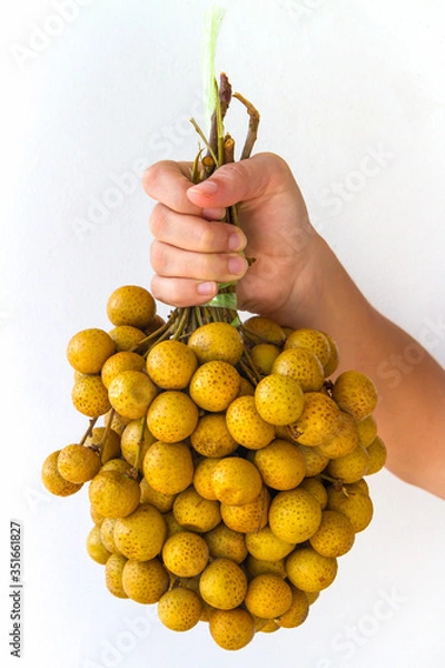 Obraz Longan Fruit Bunch in Hand