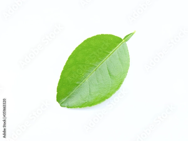 Obraz green lime leaf isolated on white