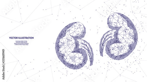 Fototapeta Human kidney close-up. Organ anatomy. Pilonifrit, nephroptosis, urolithiasis, renal failure. Innovative medicine and technology. 3d low poly wireframe vector illustration.