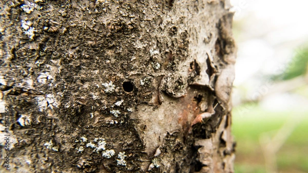 Obraz bird nest on tree