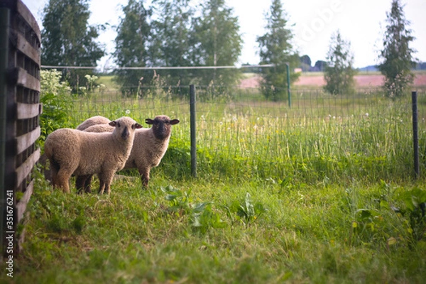 Fototapeta Three sheep next to a fence and a green meadow