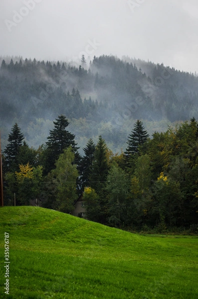 Fototapeta Green forest with mountains in the back