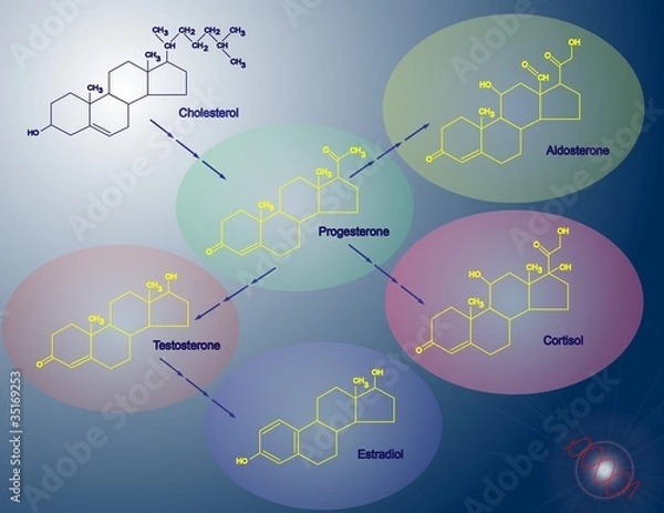 Obraz Steroidogenesis