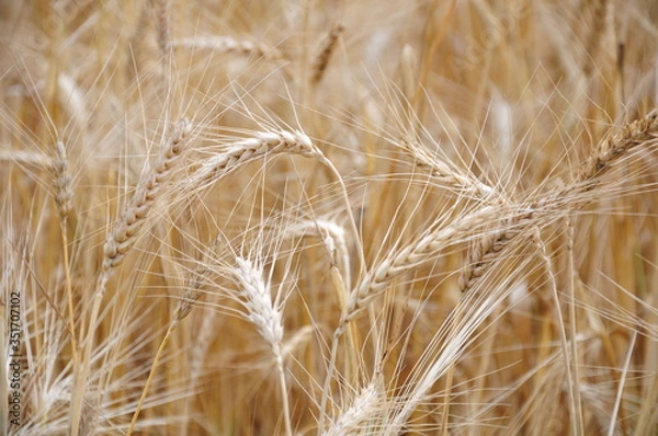 Fototapeta Background view of ears of yellow wheat