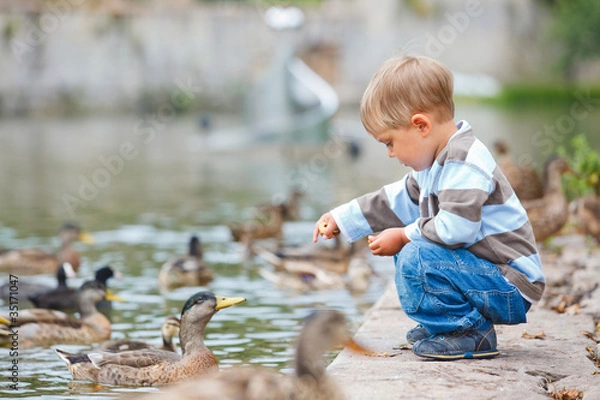 Obraz Cute little boy feeding ducks