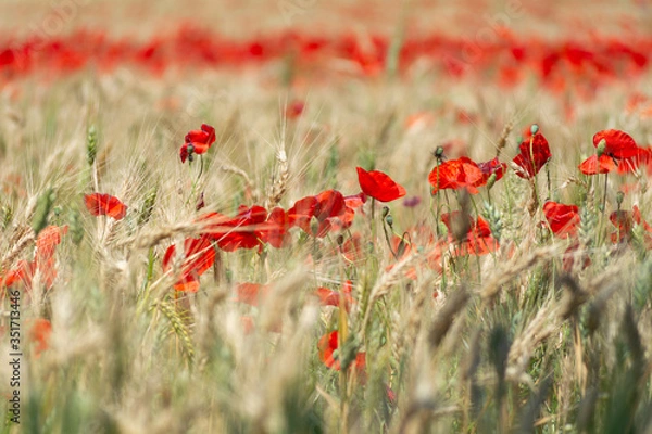 Obraz Campo de trigo con amapolas