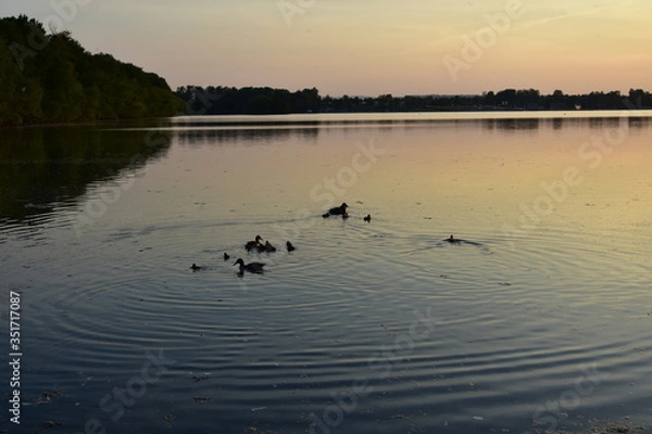 Obraz Enten im Wasser