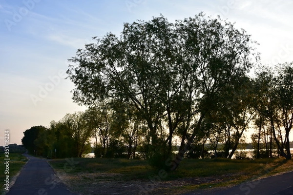 Obraz Baum an Gebelung