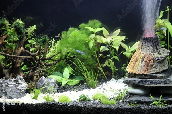 Obraz natura pod wodą