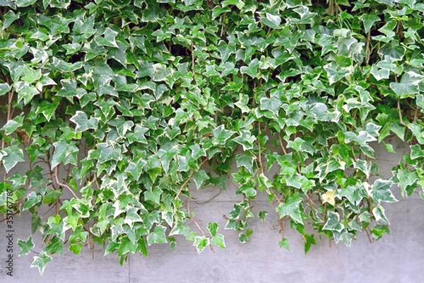 Obraz ツタと壁