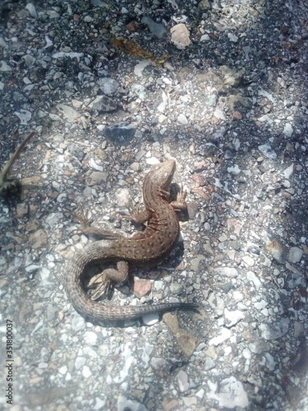 Obraz snake in the water