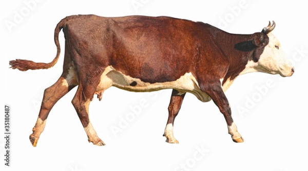 Obraz side view of a walking brown cow in front of a white background