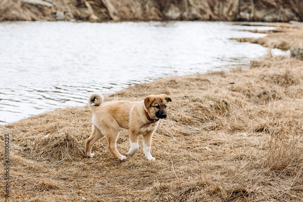 Obraz photo of a puppy against the background of autumn grass and a river