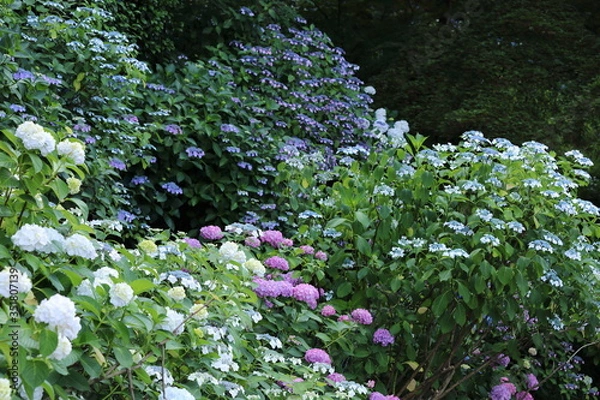 Fototapeta 紫陽花の花