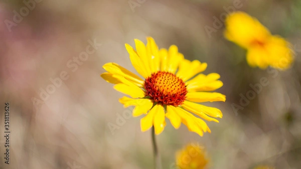 Obraz Soft Focus Flower Background (Arrowleaf Balsamroot flowers)