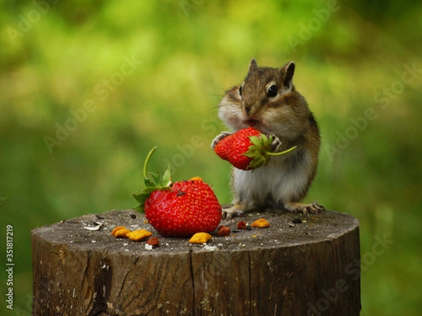 Fototapeta A chipmunk sits on a stump and holds in its paws a red berry strawberry