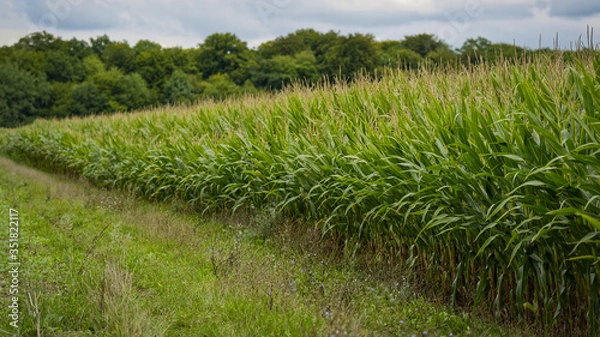 Obraz Champ de maïs