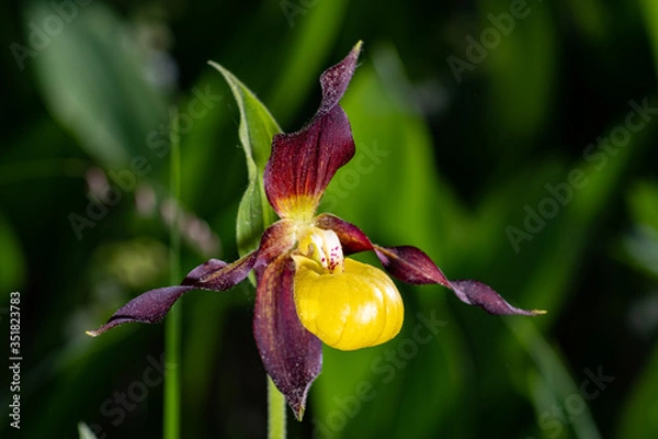 Obraz Cypripedium calceolus