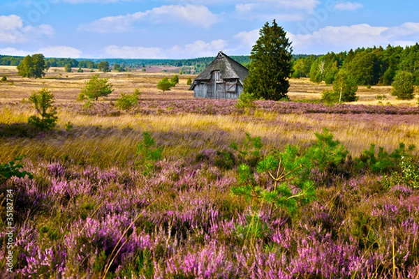 Fototapeta Heideblüte