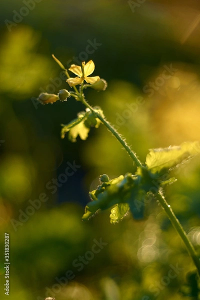Fototapeta Calendula with raindrops close up with blurred background