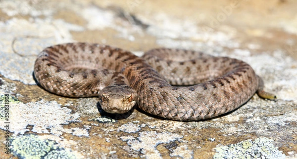 Obraz Iberian cross adder (Vipera seoanei).