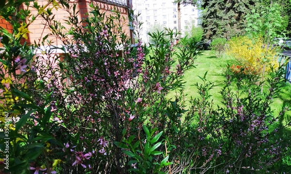 Obraz Двор у дома весной цветущие кустарники.