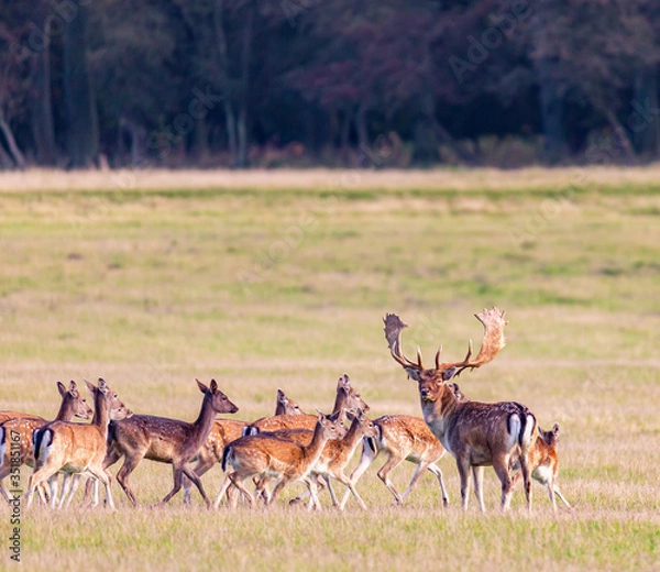 Fototapeta Fallow deer with his horde of does on a grassy plain