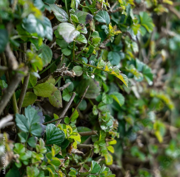 Obraz Green leaves background