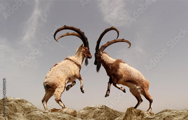 Obraz A beautiful photo of two mountain goats fighting with long horns standing on two legs