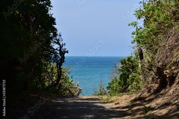 Obraz tree on the beach