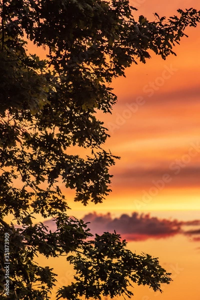 Obraz Chêne au coucher de soleil