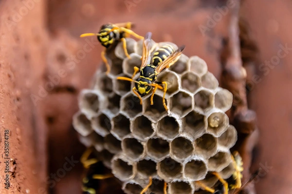 Fototapeta Wasp nest with wasps sitting on it. Wasps polist. The nest of a family of wasps which is taken a close-up