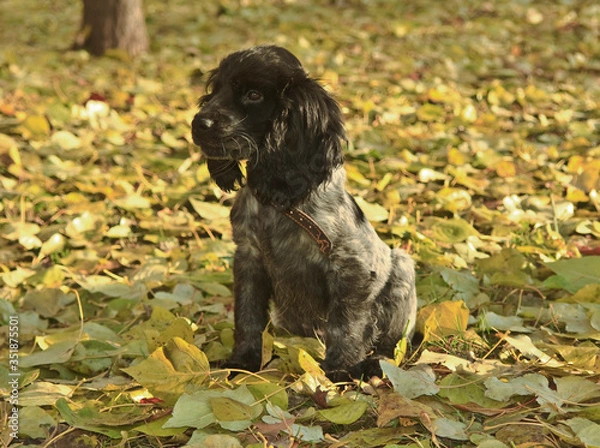 Fototapeta cocker spaniel