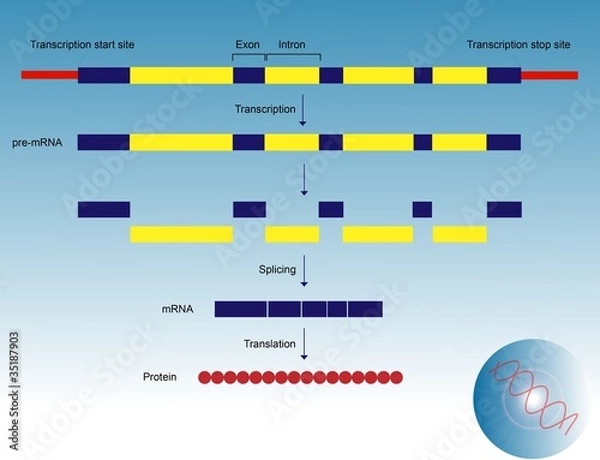 Obraz Ekspresja genu