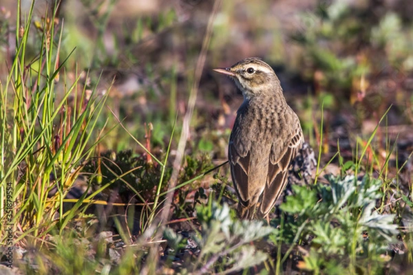 Fototapeta Tawny Pipit (Anthus campestris)
