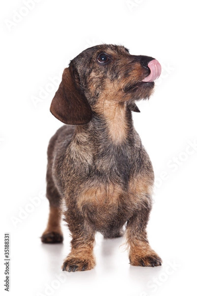 Obraz Dachshund puppy on white background
