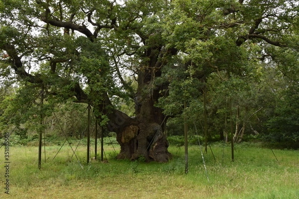 Obraz Major Oak