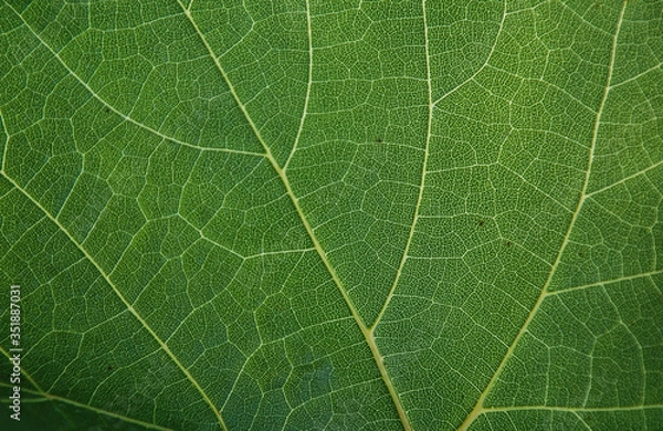 Obraz background texture green leaf structure macro photography