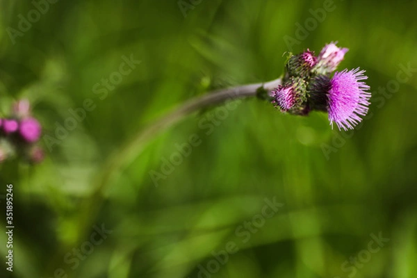 Obraz Ostropest plamisty