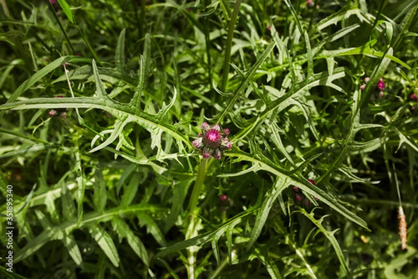 Obraz Ostropest plamisty