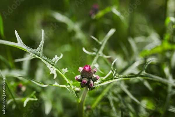 Obraz Ostropest plamisty