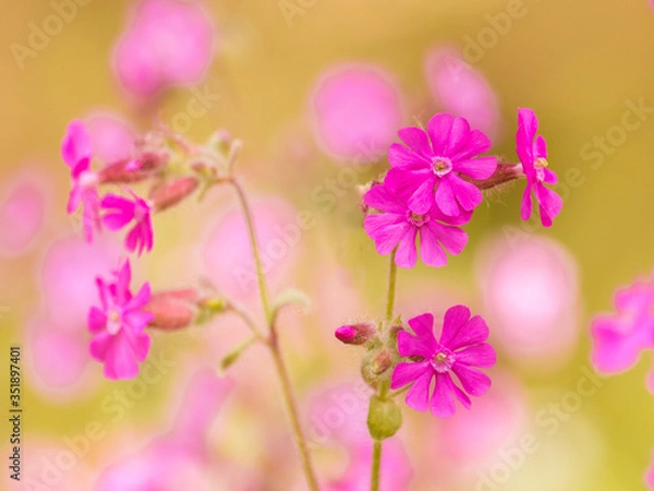 Obraz Rote Lichtnelke