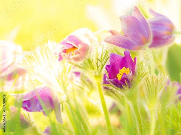 Obraz Küchenschelle