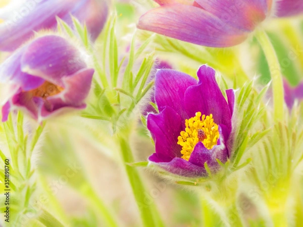 Obraz Küchenschelle