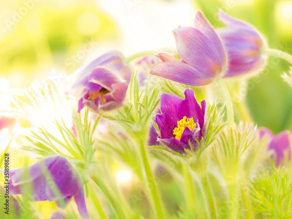 Obraz Küchenschelle