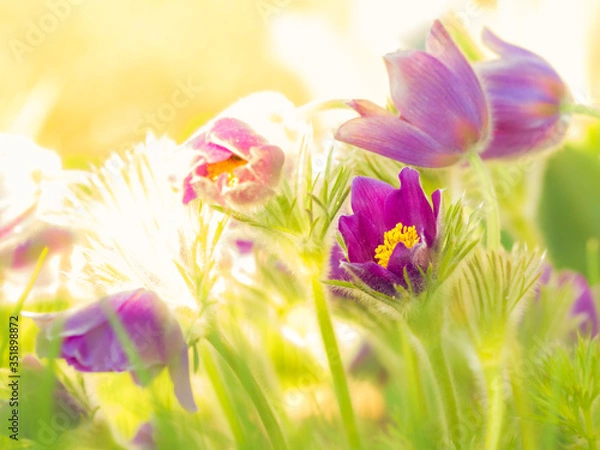 Obraz Küchenschelle