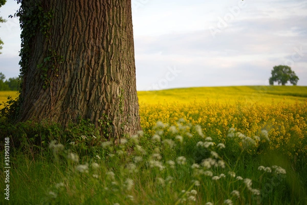 Fototapeta Old tree on the edge of a field of rapeseed